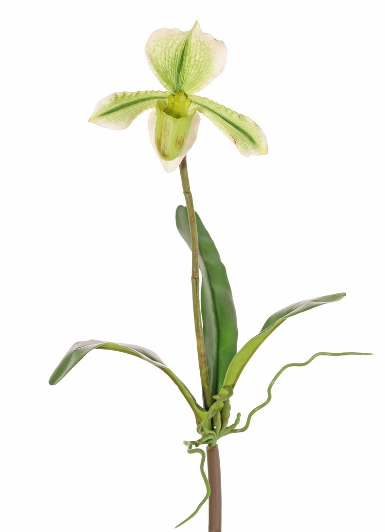 Slipper Orchid (Paphiopedilum) with 1 Flower and 3 leaves, real touch, 40cm