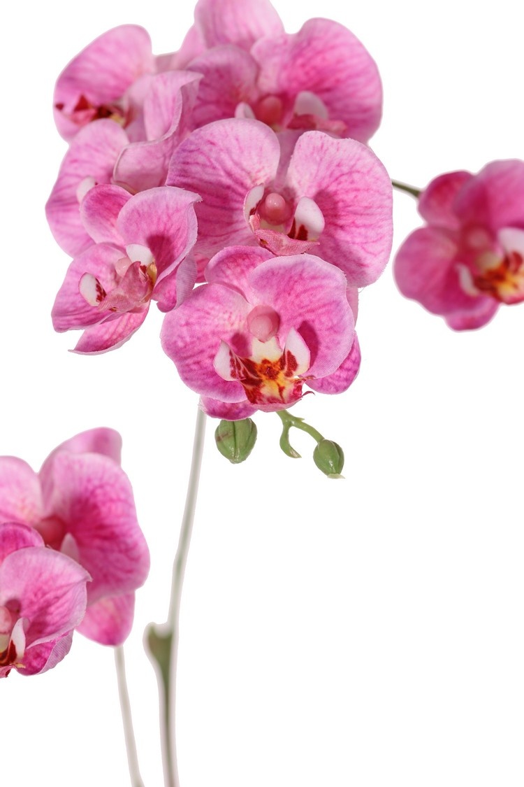 Phalaenopsis (Butterfly Orchid) mini 'Garden Art', with 11 flowers & 6 plastic buds, 63 cm