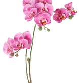 Phalaenopsis (Butterfly Orchid) mini 'Garden Art', with 11 flowers & 6 plastic buds, 63 cm
