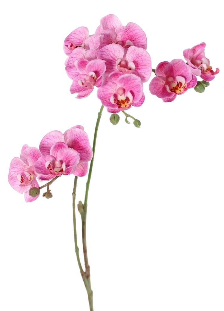 Phalaenopsis (Butterfly Orchid) mini 'Garden Art', with 11 flowers & 6 plastic buds, 63 cm