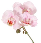 Phalaenopsis (orquídea mariposa) mini 'Garden Art', con 11 flores y 6 capullos de plástico, 63 cm