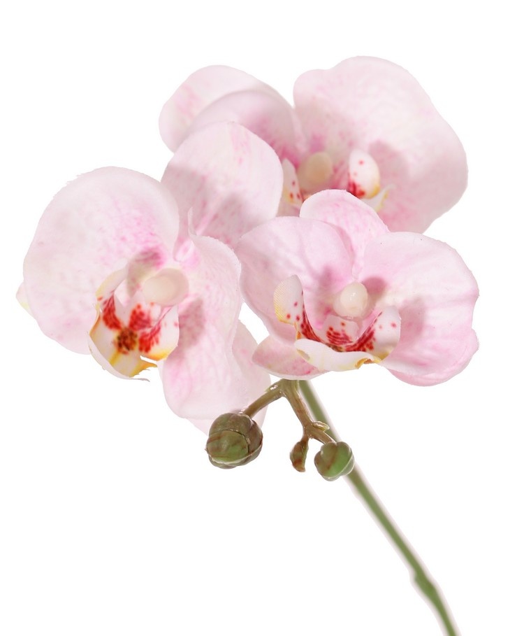 Phalaenopsis (Butterfly Orchid) mini 'Garden Art', with 11 flowers & 6 plastic buds, 63 cm