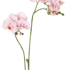 Phalaenopsis (Vlinderorchidee) mini 'Garden Art', met 11 bloemen & 6 plastic knopjes, 63 cm