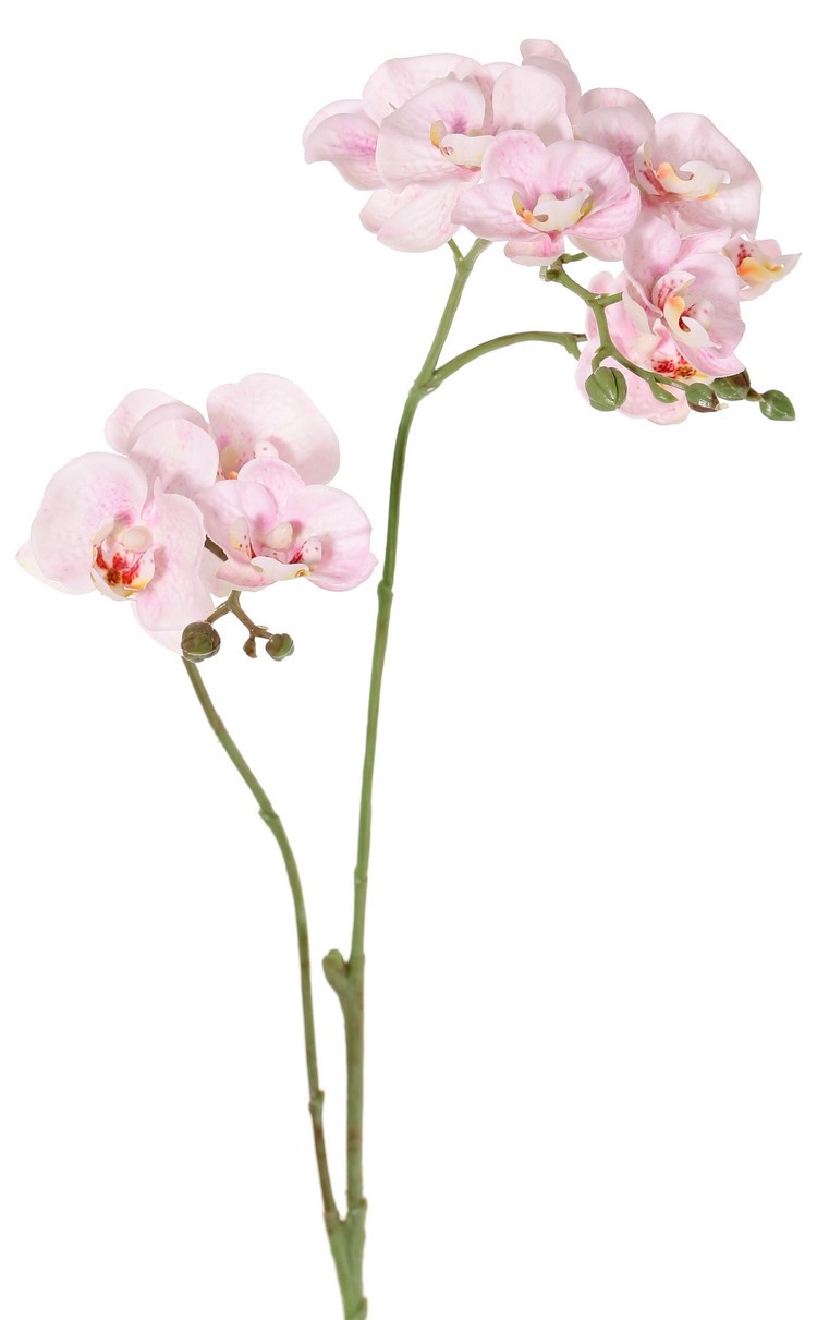 Phalaenopsis (Butterfly Orchid) mini 'Garden Art', with 11 flowers & 6 plastic buds, 63 cm