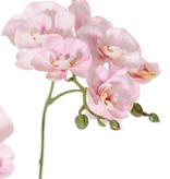 Phalaenopsis (Vlinderorchidee) mini 'Garden Art', met 11 bloemen & 6 plastic knopjes, 63 cm