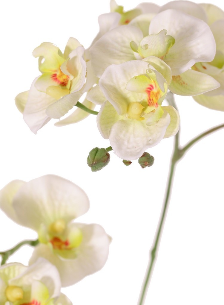 Phalaenopsis (Vlinderorchidee) mini 'Garden Art', met 11 bloemen & 6 plastic knopjes, 63 cm