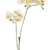 Phalaenopsis (Vlinderorchidee) mini 'Garden Art', met 11 bloemen & 6 plastic knopjes, 63 cm