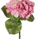 Hortensia "Sensitive", flor: Ø 18cm, 52 pétalos & 5 hojas, 60 cm