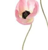 Flor de amapola mini, 3 flores (Ø 5 cm), sin hojas, 50 cm