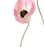 Poppy flower mini, 3 flowers (Ø 5 cm), no leaves, 50 cm