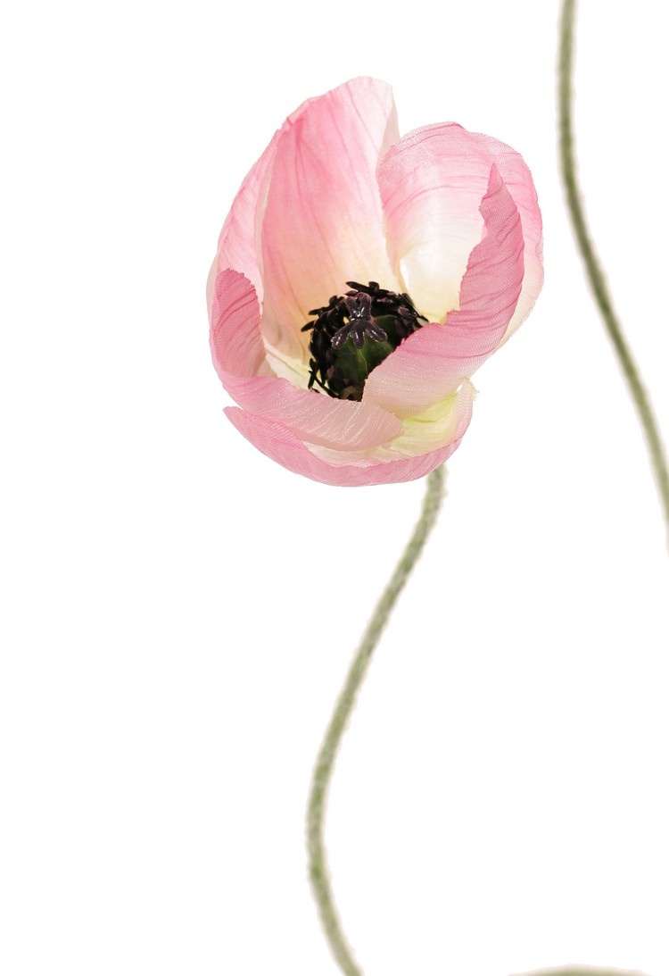 Poppy flower mini, 3 flowers (Ø 5 cm), no leaves, 50 cm