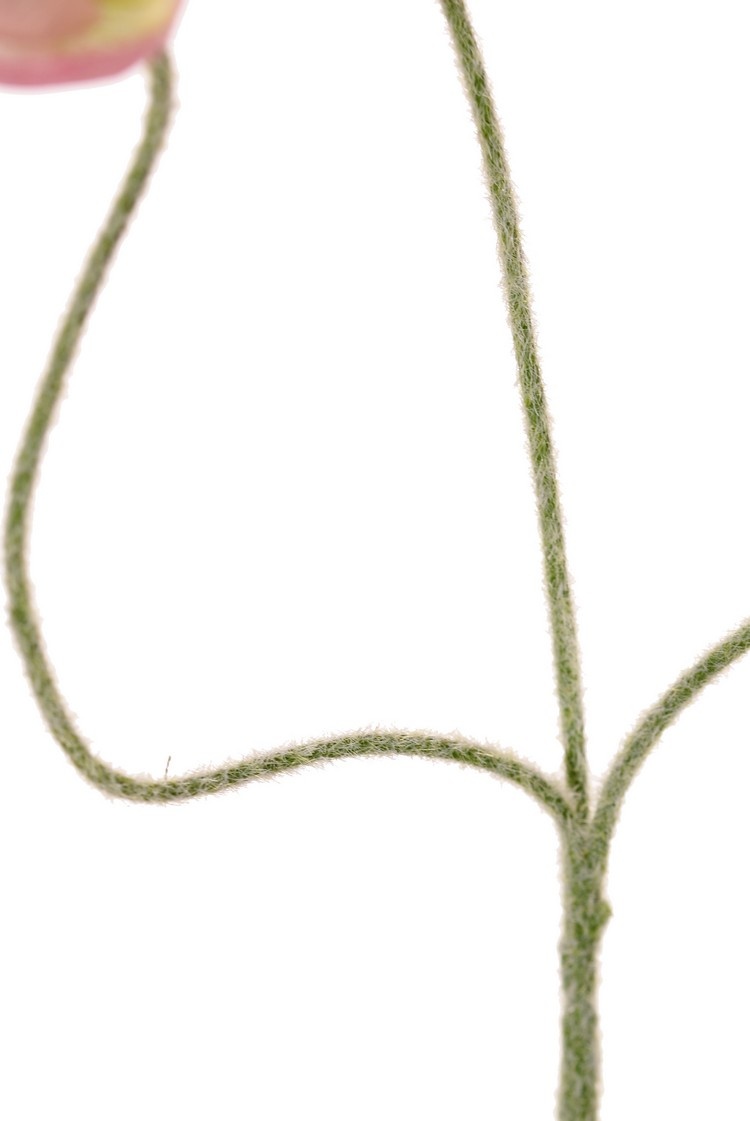 Papaver (Klaproos) mini, 3 uitlopers met 3 bloemen (Ø 5 cm), geen blad, 50 cm