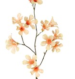 Pandorea jasminoides, 17 flores, 90 cm