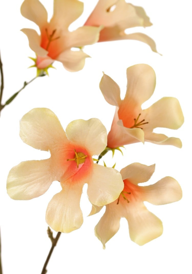 Trompetbloemtak, 3 uitlopers, met 17 bloemen, 90 cm