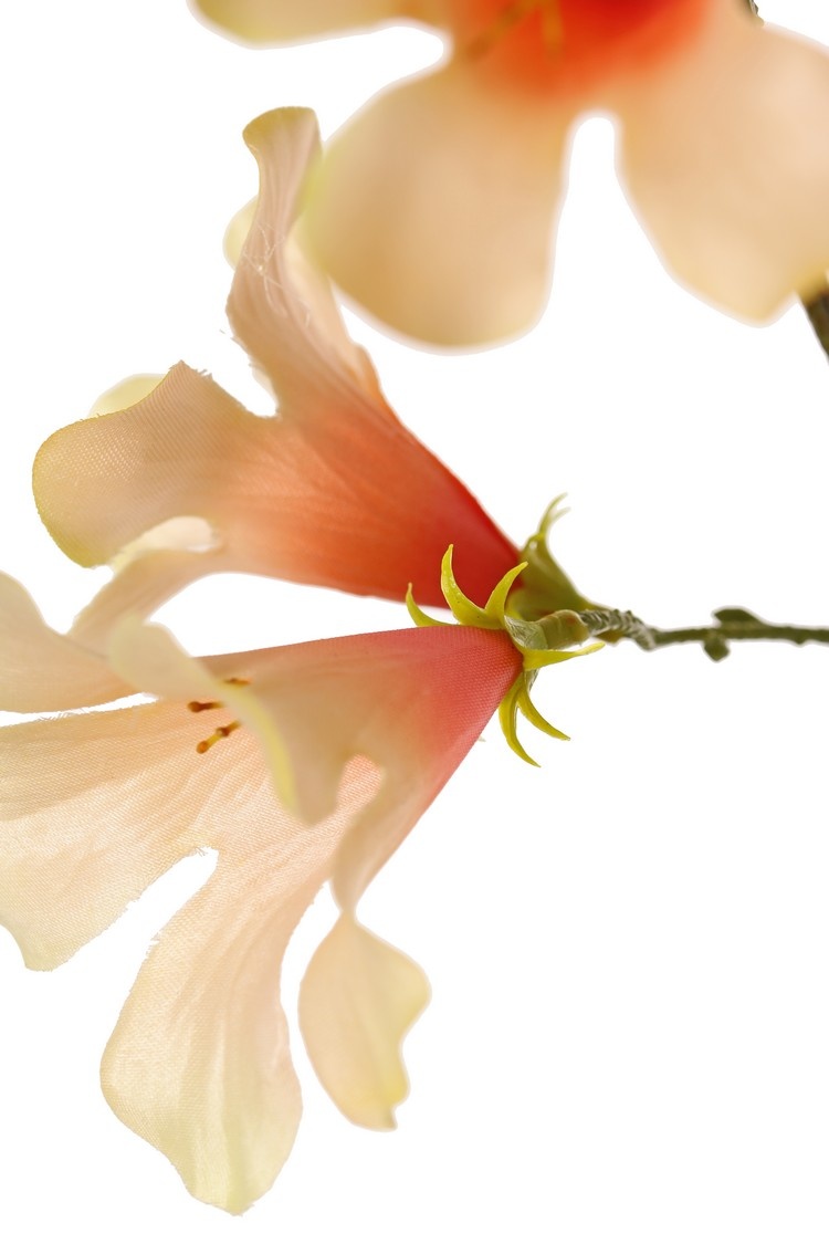 Pandorea jasminoides, bower of beauty, 17 flowers, 90 cm