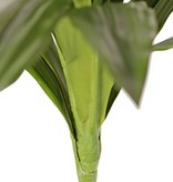 Dracaena, plant with  16 leaves, h. 40 cm, Ø 50 cm