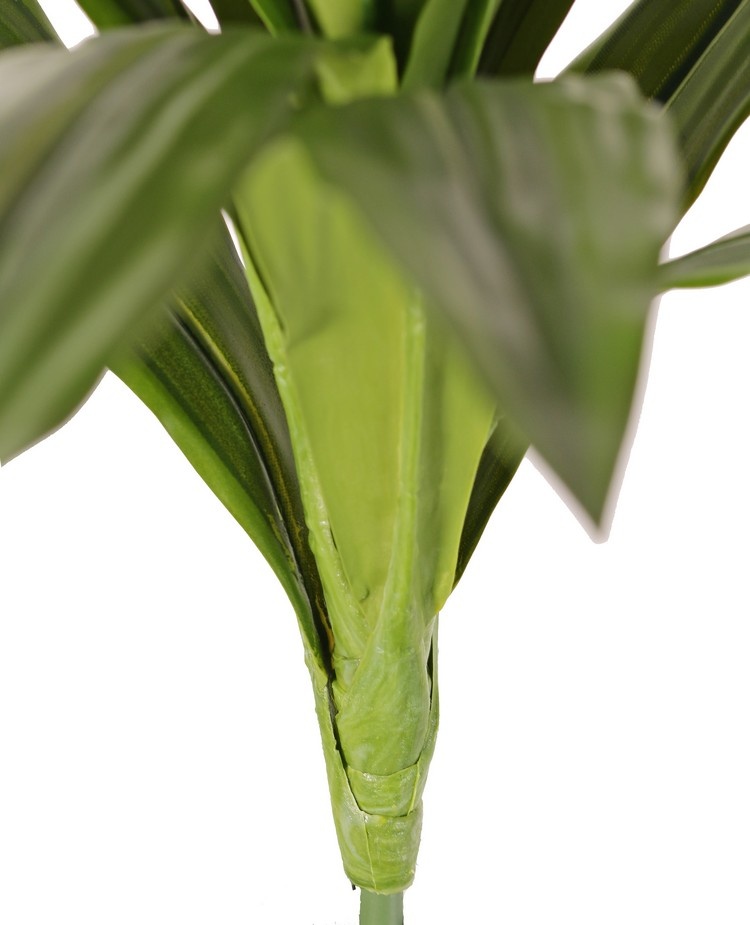 Dracaena, plant with  16 leaves, h. 40 cm, Ø 50 cm