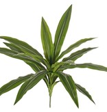 Dracaena, plant with  16 leaves, h. 40 cm, Ø 50 cm