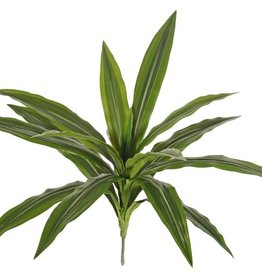 Dracaena mit 16 Blättern, H. 40 cm, Ø 50 cm