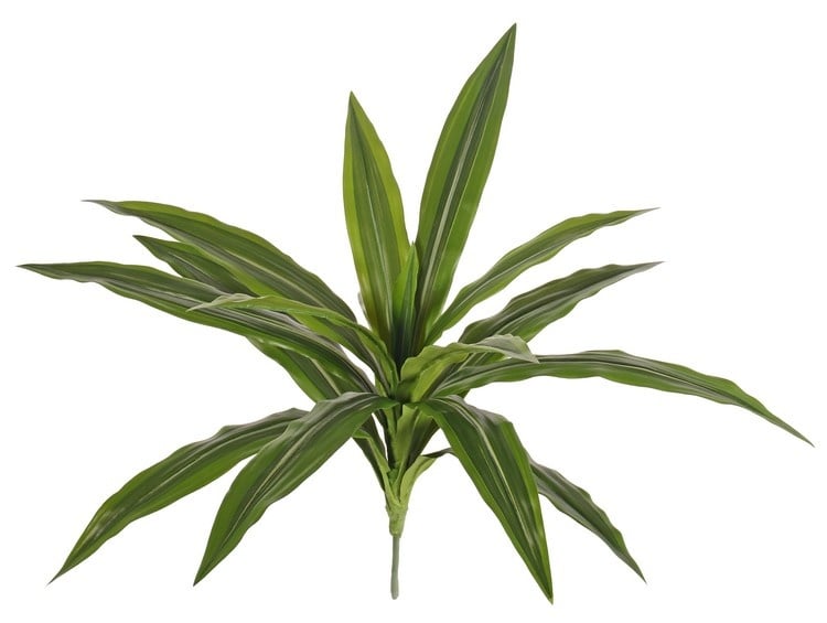 Dracaena, plant with  16 leaves, h. 40 cm, Ø 50 cm