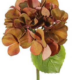 Hortensia (Hydrangea) "Sensitive"  Ø 13 cm, 24 pétalos, 2 hojas, 33 cm