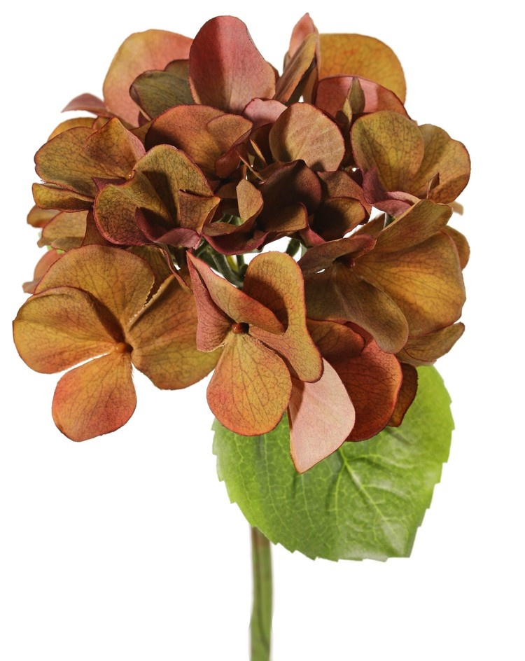 Hortensia (Hydrangea) "Sensitive"  Ø 13 cm, 24 pétalos, 2 hojas, 33 cm