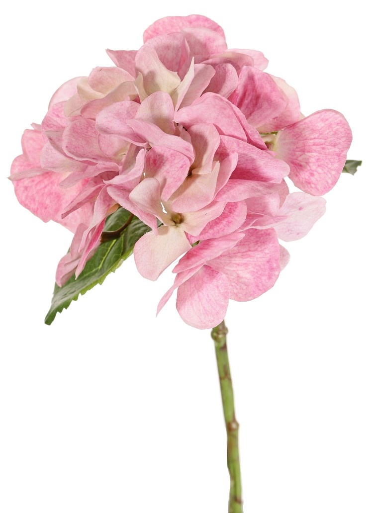Hydrangea "Sensitive"  Ø 13cm, 24 petals, 2 leaves, 33 cm