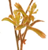 Känguru-Blume, (Anigozanthos), 'de Luxe', 10 Blüten, 76 cm