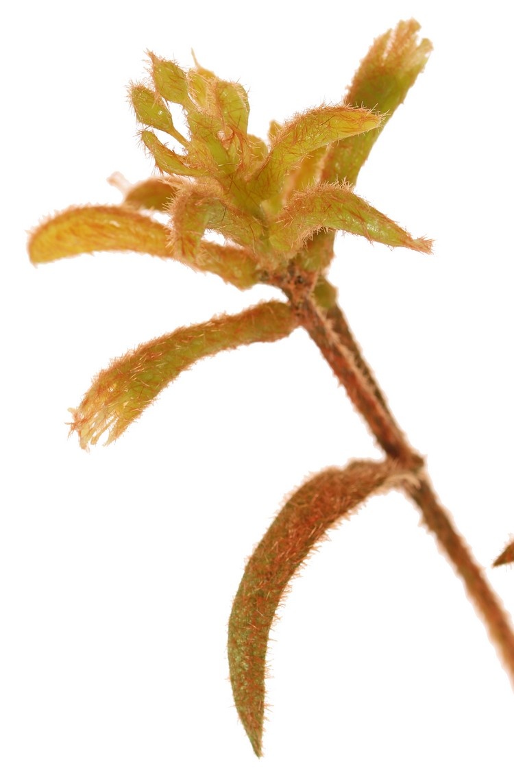Känguru-Blume, (Anigozanthos), 'de Luxe', 10 Blüten, 76 cm