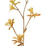 Kangaroo Paw (Anigozanthos), 'de Luxe', 10 flowers, 76 cm