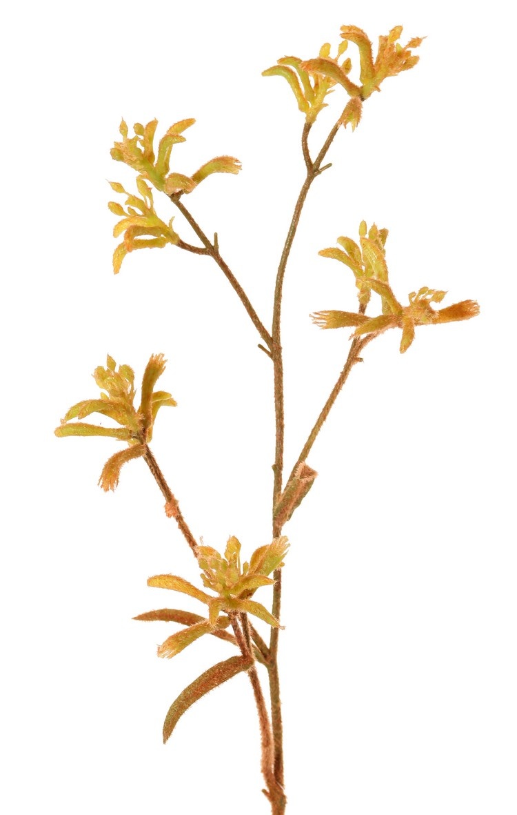 Känguru-Blume, (Anigozanthos), 'de Luxe', 10 Blüten, 76 cm