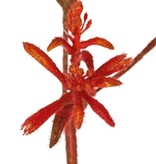 Anigozanthos 'de Luxe', 10 flores, 76 cm