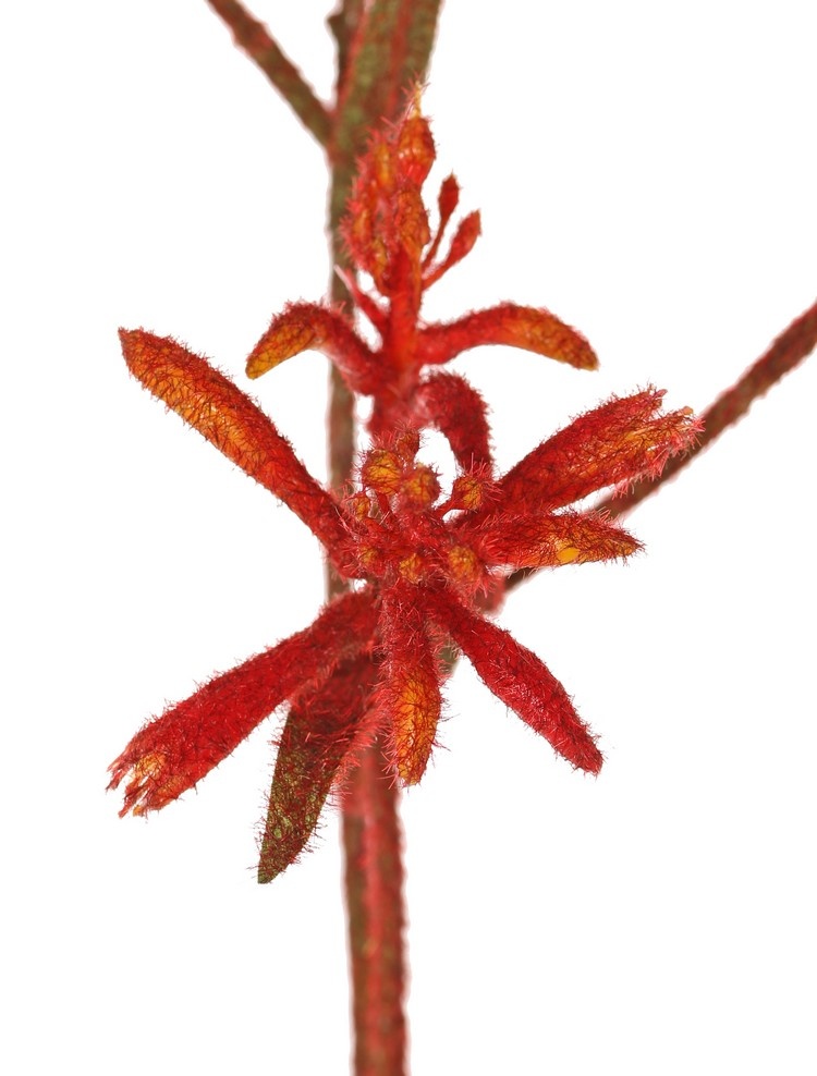 Kangoeroepoot (Anigozanthos), 'de Luxe', geheel behaard, 10 bloemen, 76 cm