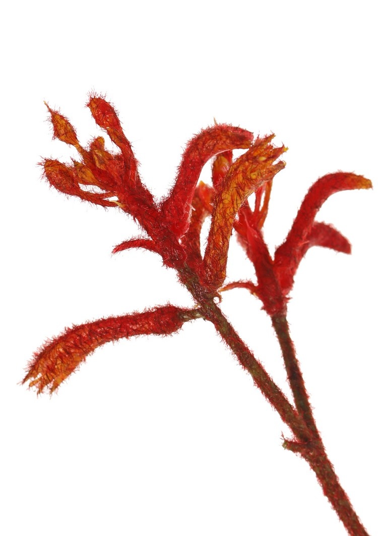 Kangoeroepoot (Anigozanthos), 'de Luxe', geheel behaard, 10 bloemen, 76 cm