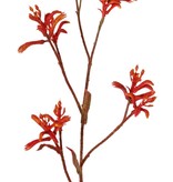 Kangoeroepoot (Anigozanthos), 'de Luxe', geheel behaard, 10 bloemen, 76 cm