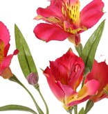 Alstroemeria "bella", 5 flores, 3 capullos, 16 hojas 75cm