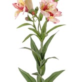 Alstroemeria "bella" 75cm