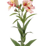 Alstroemeria, Inkalilie "Bella", 5 Blumen, 3 Knospen, 16 Blätter, 75 cm