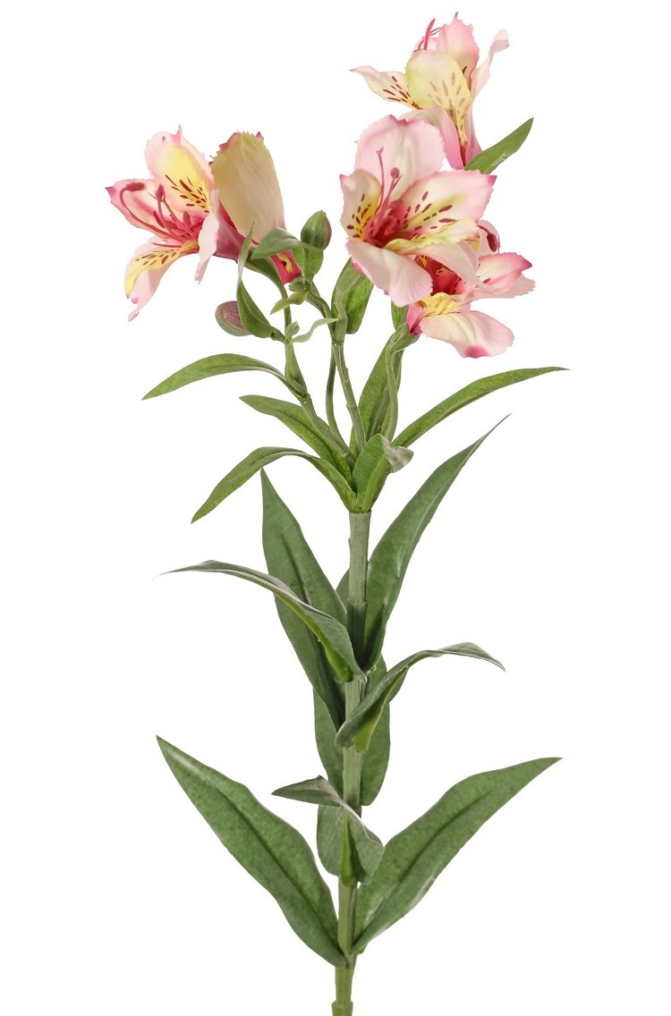 Alstroemeria, Inkalilie "Bella", 5 Blumen, 3 Knospen, 16 Blätter, 75 cm