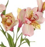 Alstroemeria "bella", 5 flores, 3 capullos, 16 hojas 75cm