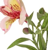 Alstroemeria "bella", 5 flores, 3 capullos, 16 hojas 75cm