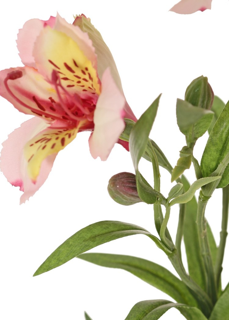 Alstroemeria "bella", 5 flores, 3 capullos, 16 hojas 75cm