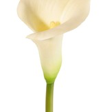 Calla lelie (Zantedeschia), 13 x 15cm, 73 cm