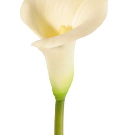 Calla (Zantedeschia), 13 x 15cm, 73 cm