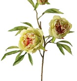 Peonia (Pioenroos) 'Spring Dream', met 2 bloemen: 1x Ø 10 cm & 1x Ø 8 cm, 1 knop Ø 4 cm & 25 bladeren, 73 cm