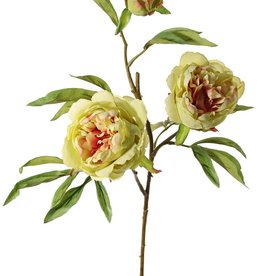 Peonia (Pioenroos) 'Spring Dream', met 2 bloemen: 1x Ø 10 cm & 1x Ø 8 cm, 1 knop Ø 4 cm & 25 bladeren, 73 cm