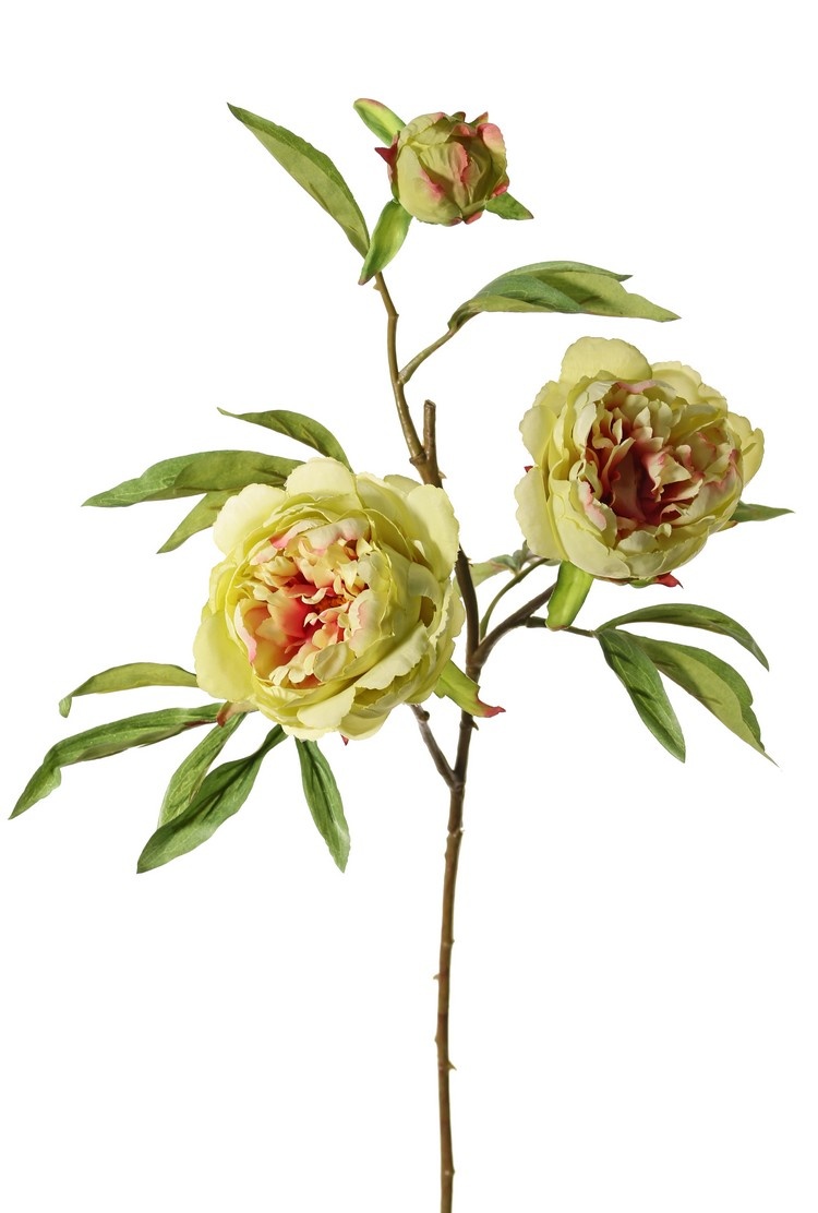 Peonia (Pioenroos) 'Spring Dream', met 2 bloemen: 1x Ø 10 cm & 1x Ø 8 cm, 1 knop Ø 4 cm & 25 bladeren, 73 cm
