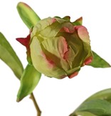 Peonia (Pioenroos) 'Spring Dream', met 2 bloemen: 1x Ø 10 cm & 1x Ø 8 cm, 1 knop Ø 4 cm & 25 bladeren, 73 cm