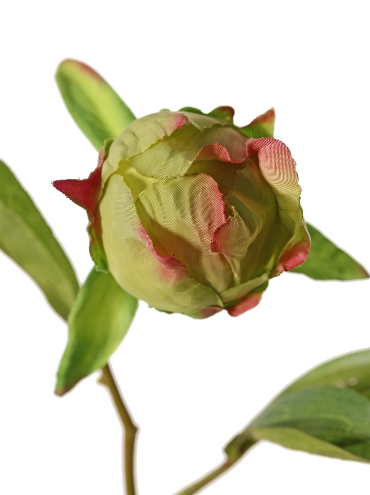 Peonia (Pioenroos) 'Spring Dream', met 2 bloemen: 1x Ø 10 cm & 1x Ø 8 cm, 1 knop Ø 4 cm & 25 bladeren, 73 cm