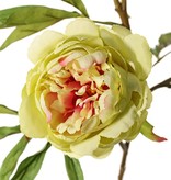 Peonia (Pioenroos) 'Spring Dream', met 2 bloemen: 1x Ø 10 cm & 1x Ø 8 cm, 1 knop Ø 4 cm & 25 bladeren, 73 cm